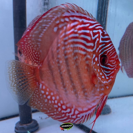 Rotturkis x Curilenquer / Rood Turquoise x Curilenquer