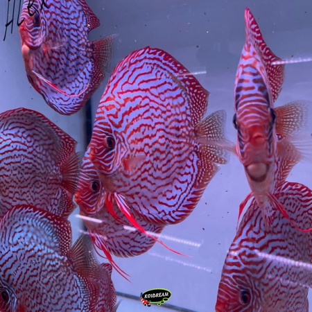 Rotturkis x Red Spotted Green / Rood Turquoise x Rood Gevlekt Groen