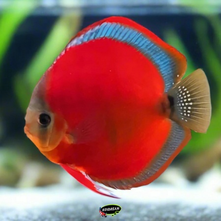 Sanmerah Discus Sanmerah Discus