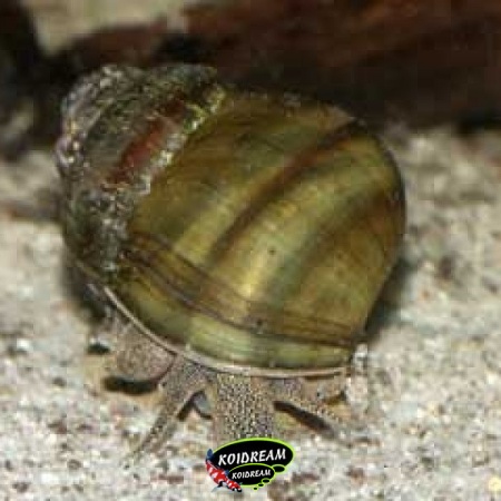 Mosselen, Vijverslakken en Kreeften