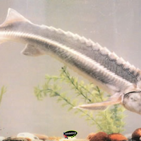 Slatdicksteur - Acipenser nudiventris 2025