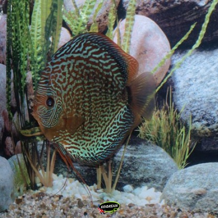 Snake Skin Rood Blauw Discus