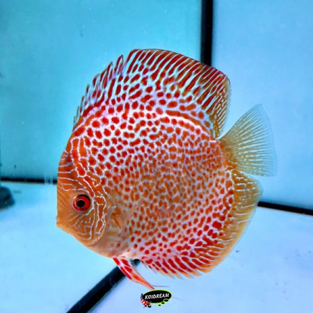 Snakeskin Rot / Rood