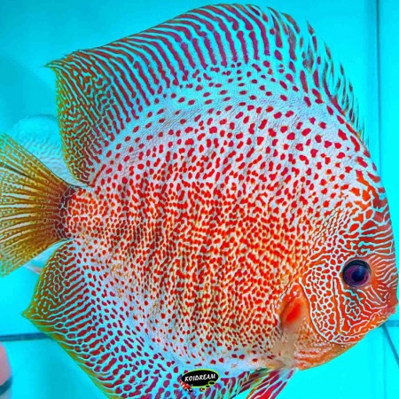 Snakeskin - LSS Discus