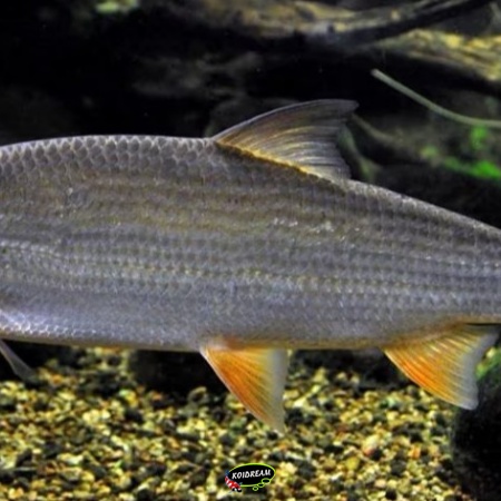 Sneep kopen – Chondrostoma nasus | Draadalgen Eter voor Ecologische Vijvers 2026