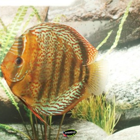 Stendker Tefe