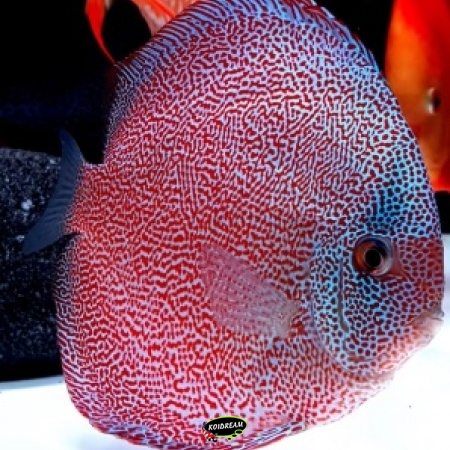 Super Pantera Eruption Discus Super Pantera Eruption Discus
