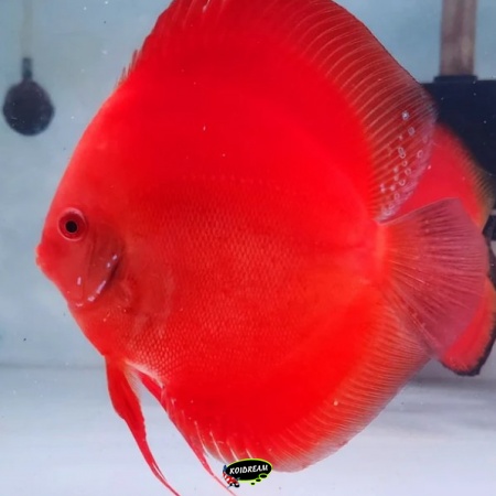 Super Red Diamond Discus Super Red Diamond Discus