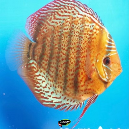 Tefe Discus Tefe Discus
