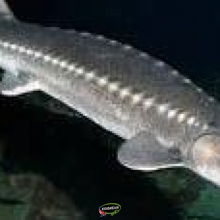 Witte steur - A. Transmontanus 2025