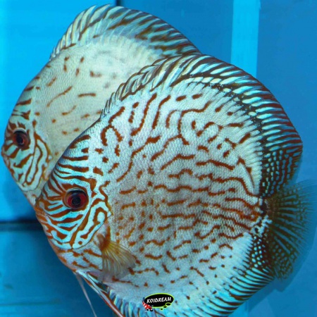Turquoise Blue Neon Discus