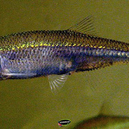 Vetje - Leucaspius delineatus 2025 weer