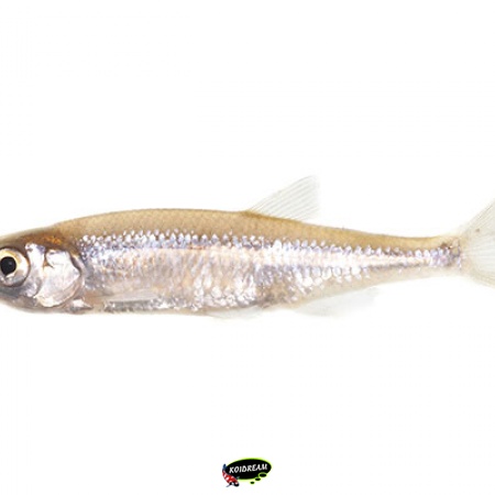 Vetje - Leucaspius delineatus