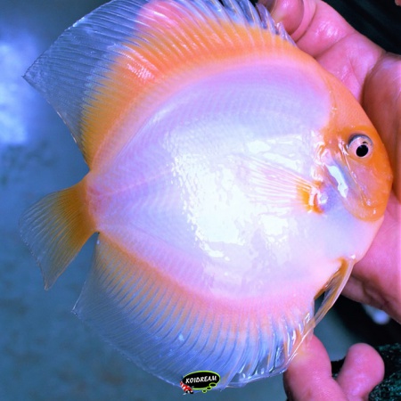 White Butterfly Discus