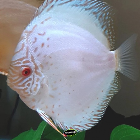 White Butterfly Discus White Butterfly Discus