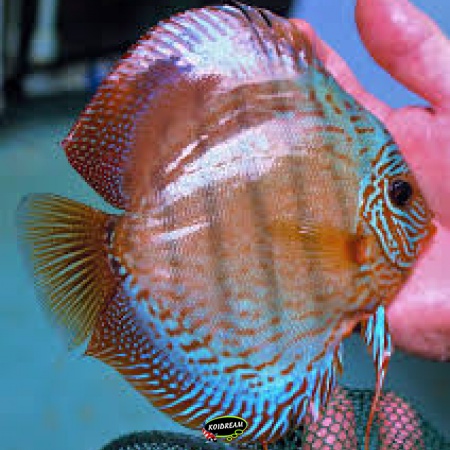 Wild x Blue Neon Discus
