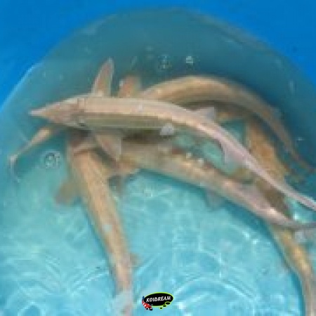 Albino Steur - A. Ruthenus 2025