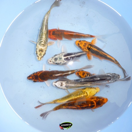 KOI METALIC / KIKOKURYU