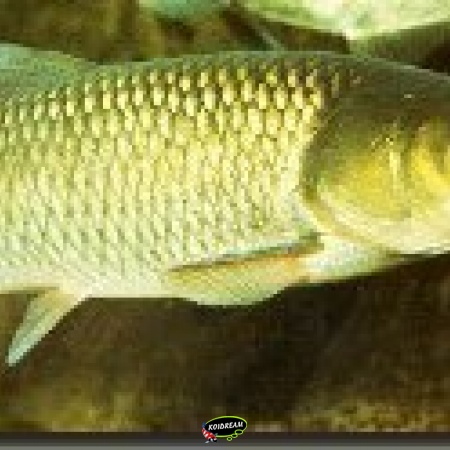 Graskarper - Ctenopharyngodon idella / Algen eter 2025