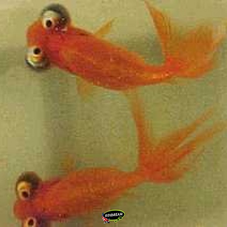Sluierstaarten, Oranda, Fantail 2025