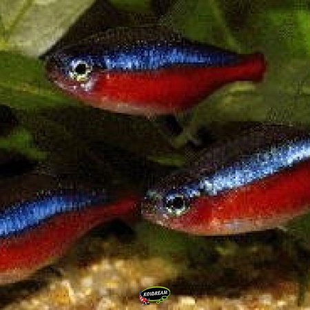 Zalmen / Tetras