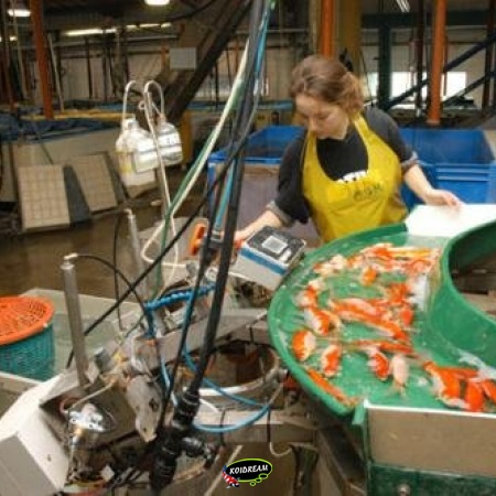 Koi Israel - Boxen koi bestellen