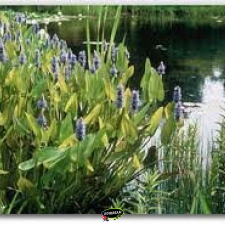 Oeverplanten - Moerasplanten