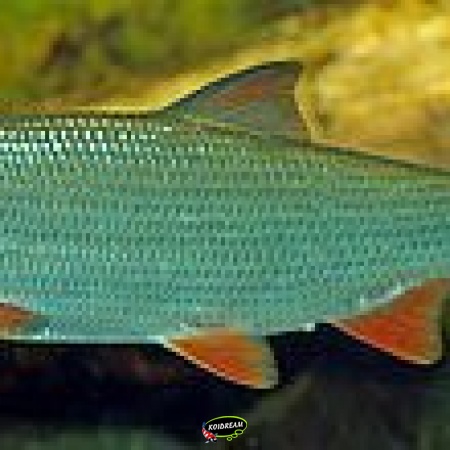 Sneep - Chondrostoma nasus / Draadalgen Eter 2025