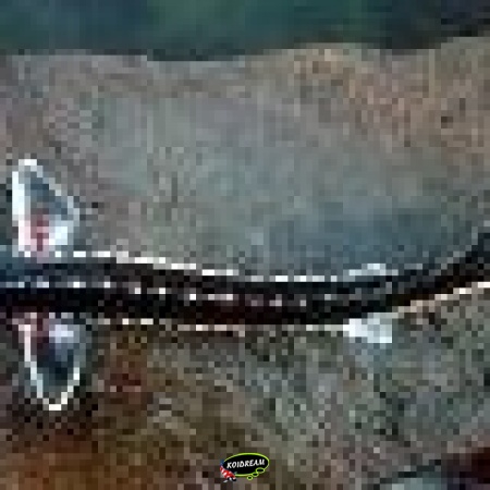 Stersteur - A. Stellatus 2025