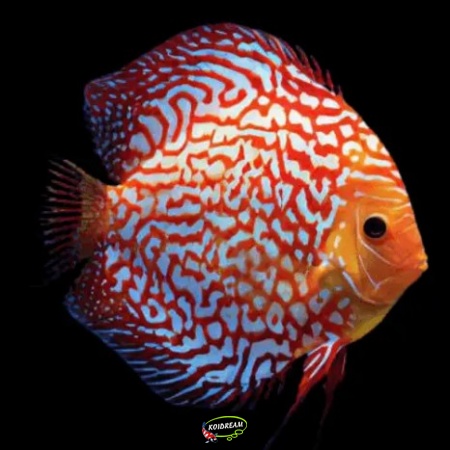 White Tiger Discus White Tiger Discus