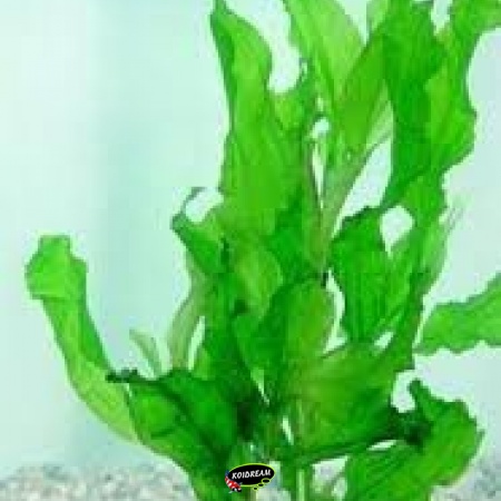 zuurstofplanten - Onderwaterplanten