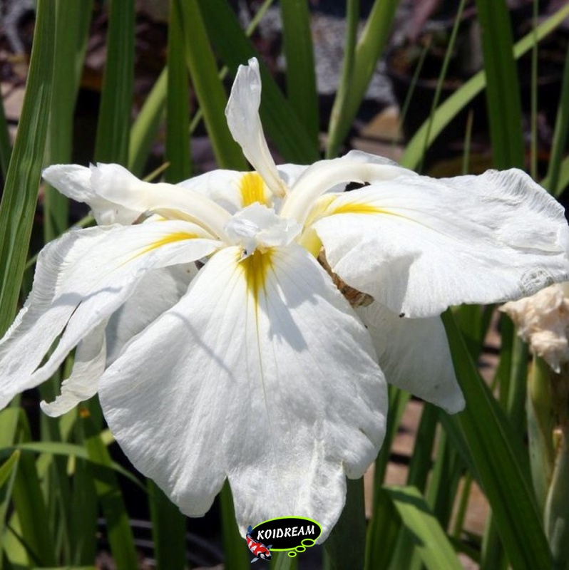  kaempferi 'White ladies'' - Japanse iris
