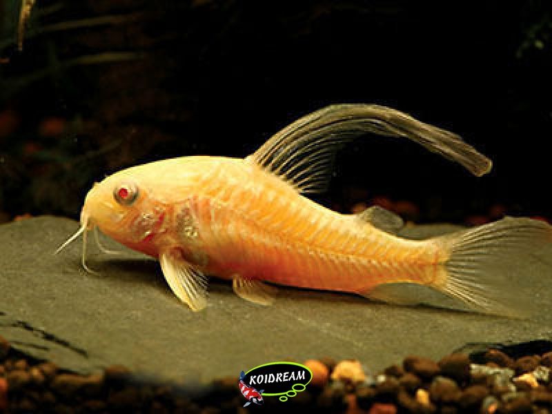 albino sluier corydora