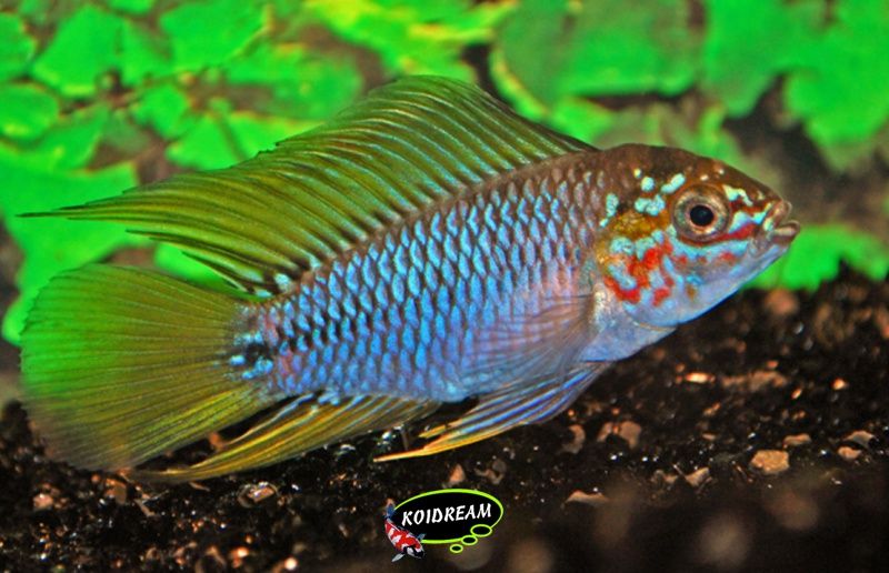 Apistogramma borelli - blauwe dwergcichlide