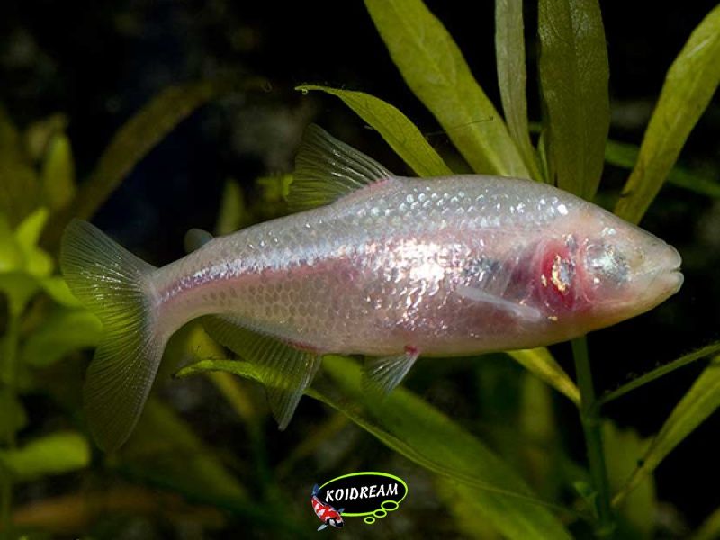 Astyanax fasciatus mexicanus - blinde holenvis
