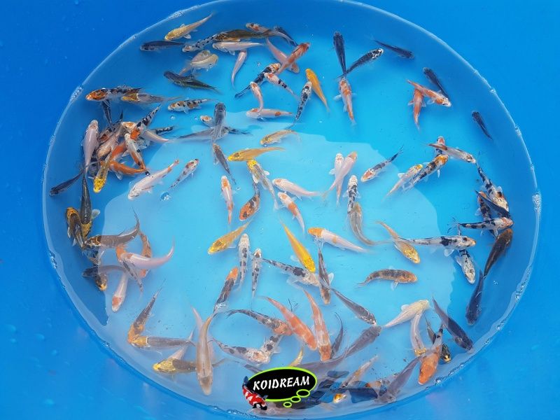 Baby koi mix 1