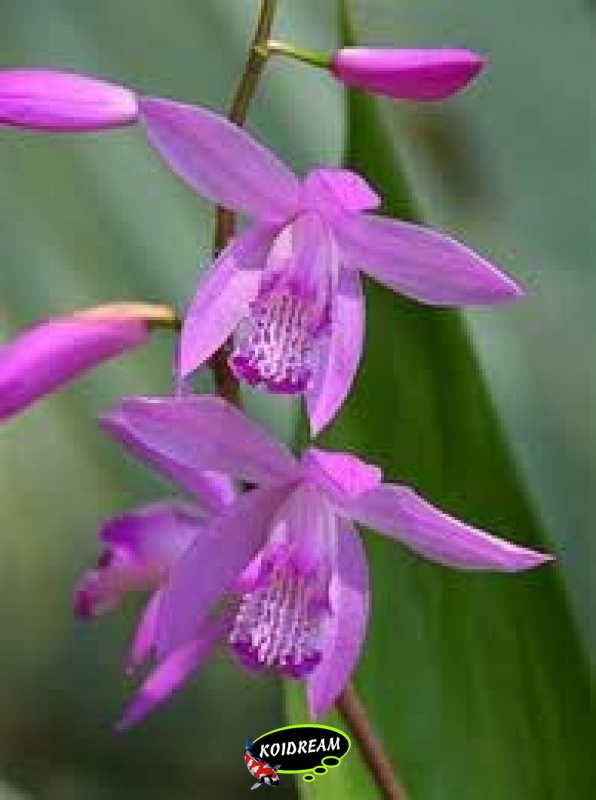 Bletilia striata - Japanse Orchidee