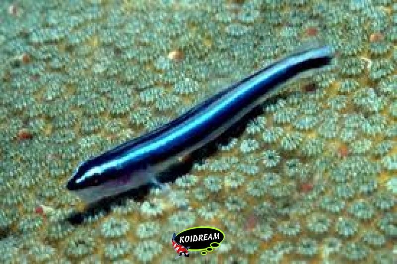 Blue neon Goby