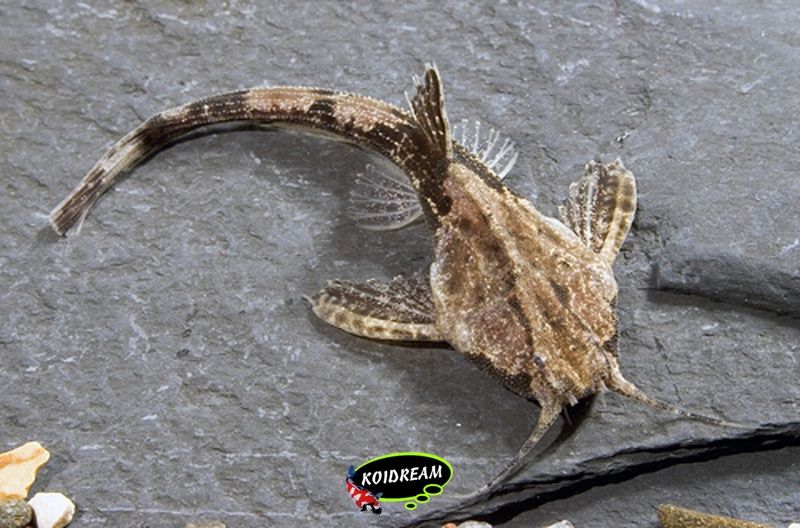 Bunocephalus coracoideus - banjomeerval 