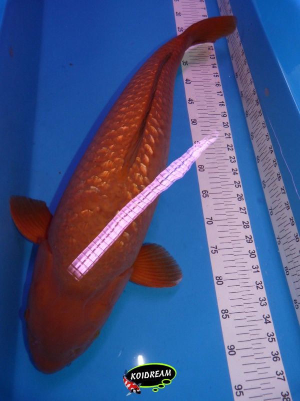 Chagoi Ginrin 70/75 cm - Yonsai