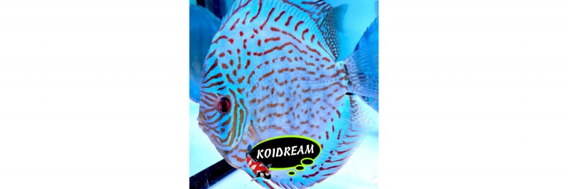 Cobalt / Kobalt Blauw 8 Cm