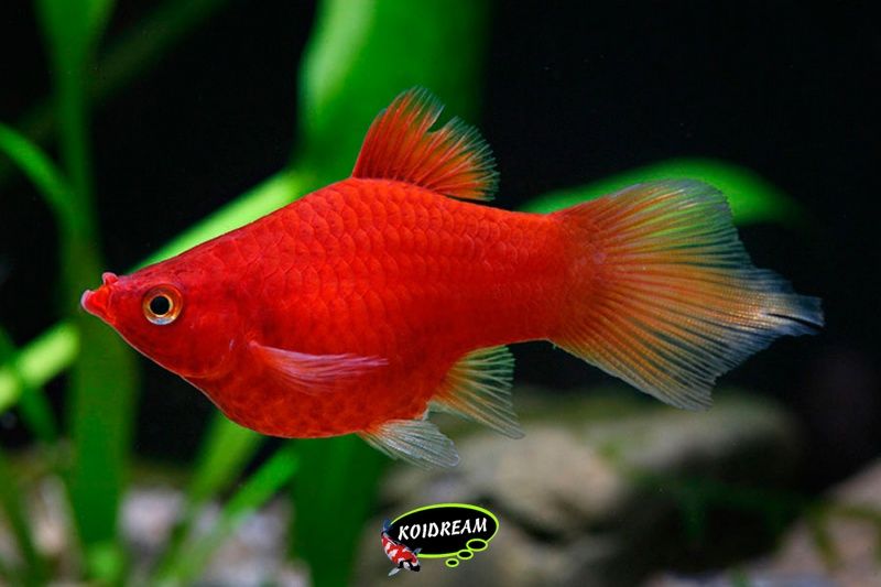Xiphophorus Maculatus - Coral Platy