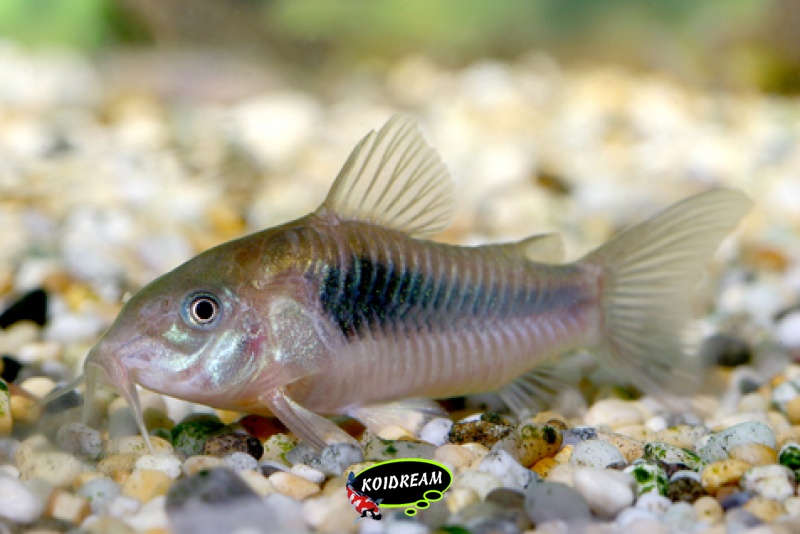 corydora aeneus