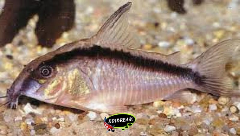 Corydora Arcuatus