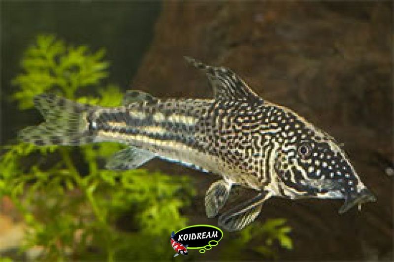 Corydora Barbatus