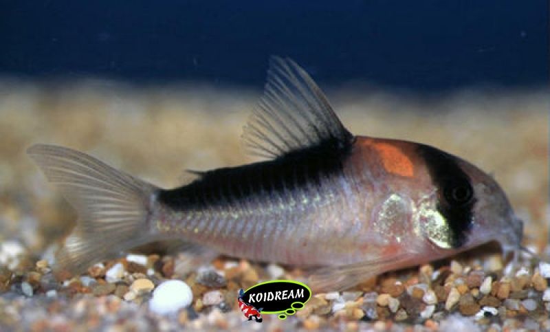 Corydora Duplicareus