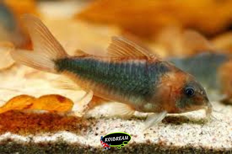 Corydora Eques