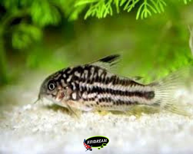 Corydora nannus