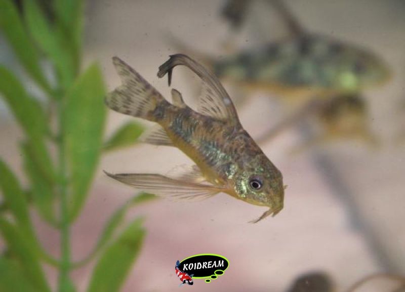 corydora paleatus sluier