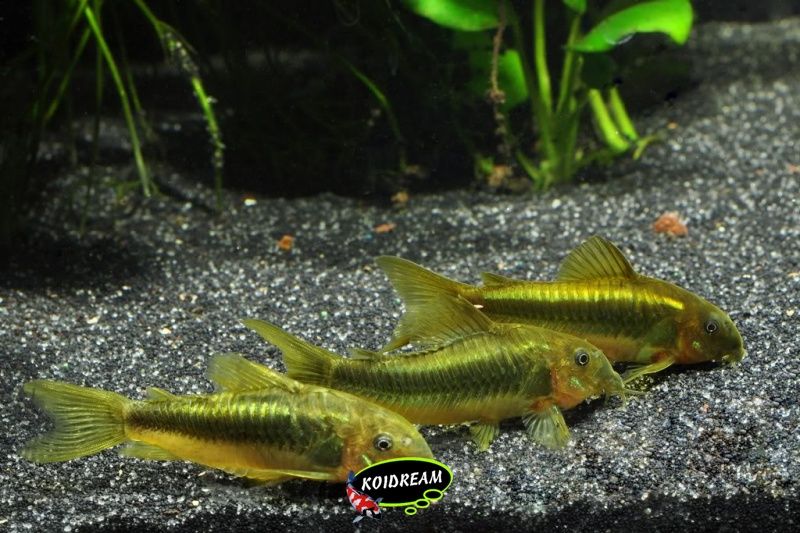 Corydora Peru Green Lazer